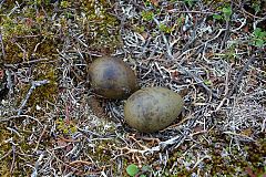 Parasitic Jaeger